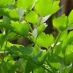 10 hortalizas perennes o vivaces para huerto sostenible y autosuficiente