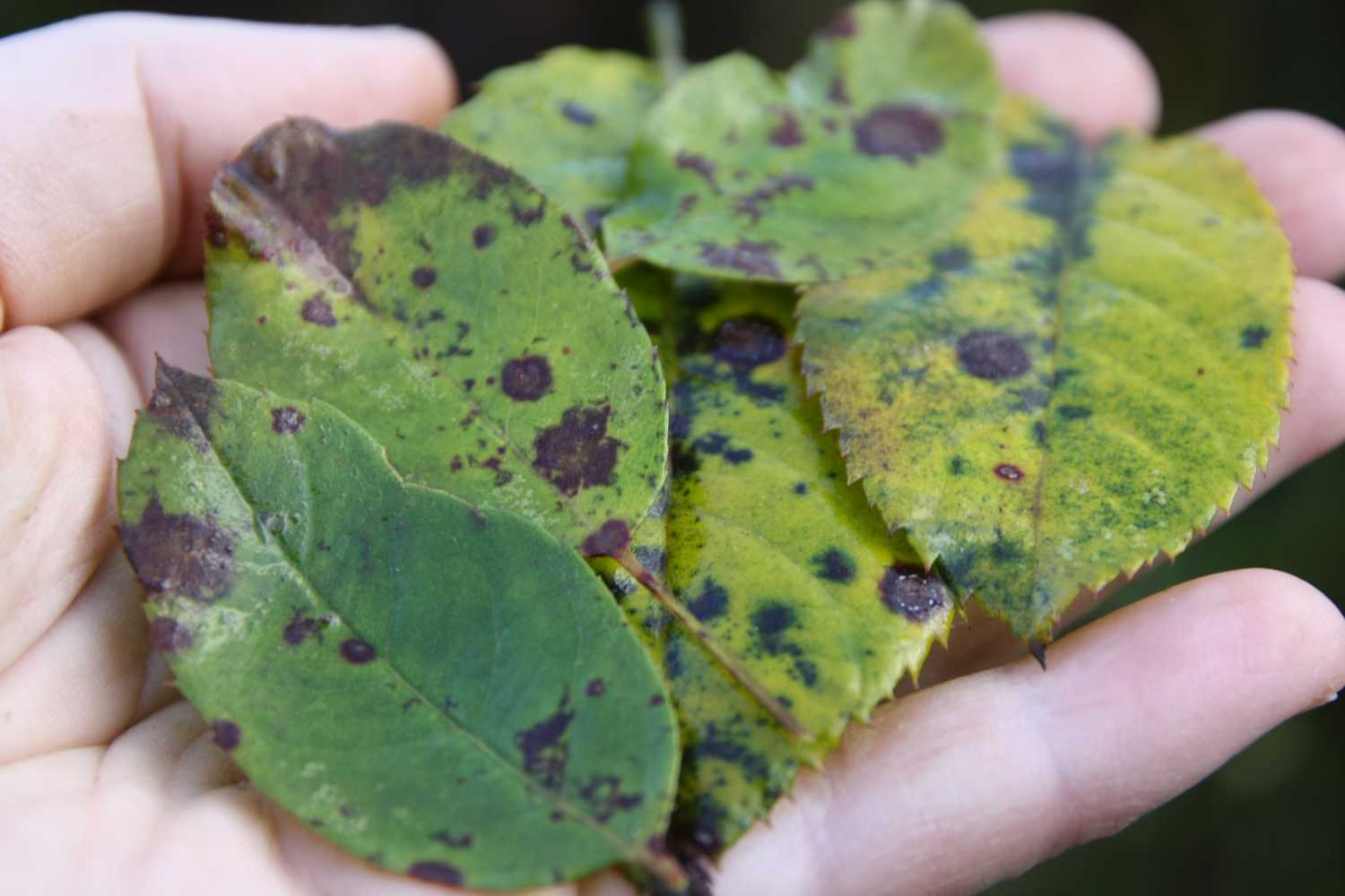 Enfermedades de rosales