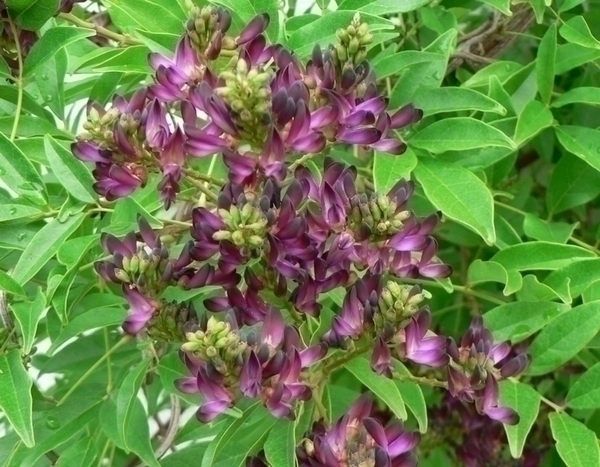 Millettia japonica 'Mandaríno': una trepadora poco conocida por descubrir