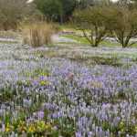 ¡Pequeños bulbos, gran efecto!