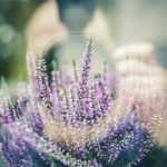 10 consejos para que las fotos de tu jardín y de tus flores salgan mal