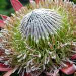 Plantas mediterráneas: ¿de dónde provienen realmente?