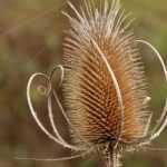 Jardín natural, 5 plantas silvestres notables