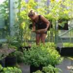 Huerto en el balcón: 15 mini hortalizas perfectamente adaptadas