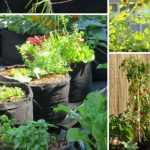 Huerto en la ciudad, ¡asunto resuelto!