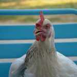 Gallinas en el jardín, ¿qué plantar en el corral?