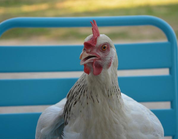 Gallinas en el jardín, ¿qué plantar en el corral?
