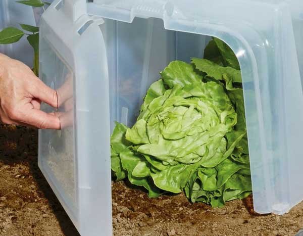 Huerto: proteger siembra y cultivos del frío