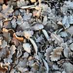 El huerto en invierno: 4 gestos para proteger el suelo y preparar la tierra