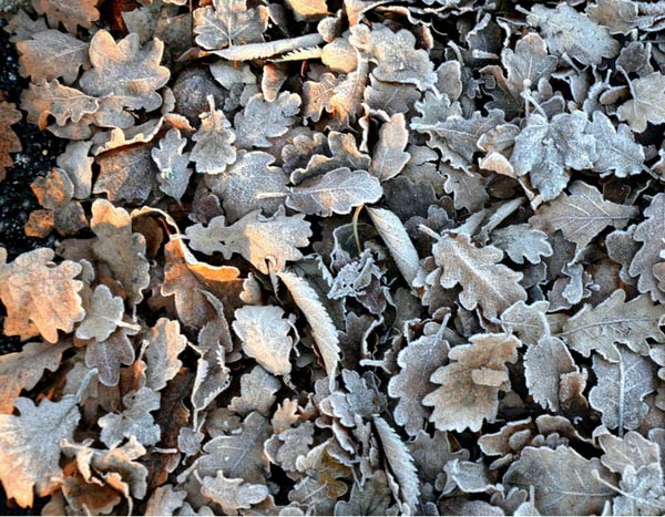 El huerto en invierno: 4 gestos para proteger el suelo y preparar la tierra