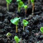 Hortalizas: semillas ecológicas, híbridos F1 o semillas de polinización abierta… ¿Qué elegir?