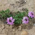 ¿cómo fracasar en la plantación de sus viváceas en 6 lecciones?