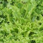 Mezclum: muchos beneficios