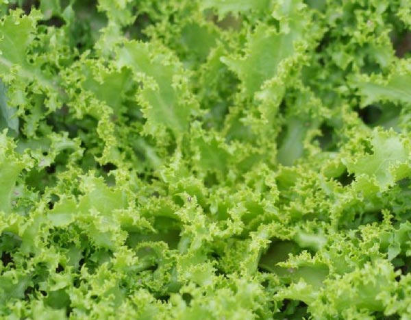 Mezclum: muchos beneficios