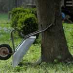 Huerto: 7 hortalizas fáciles para sembrar a principios de verano