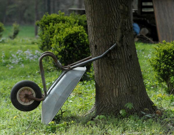 Huerto: 7 hortalizas fáciles para sembrar a principios de verano