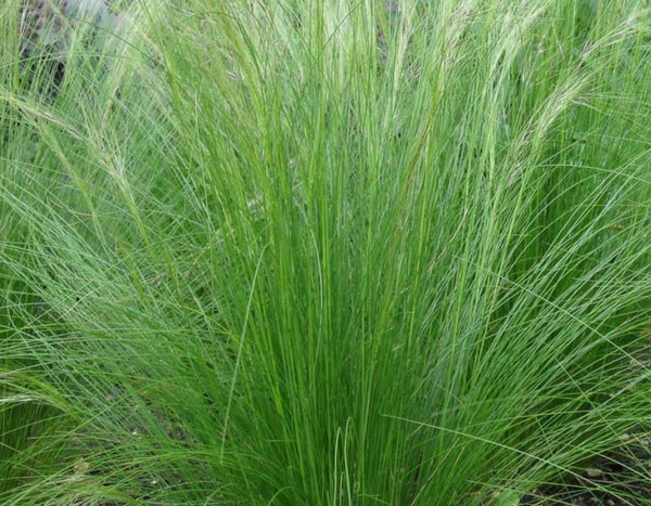 Gramíneas: ¿cabellos de ángel o Stipa tenuifolia, qué hacemos con ello?