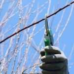 Podar para florecer mejor