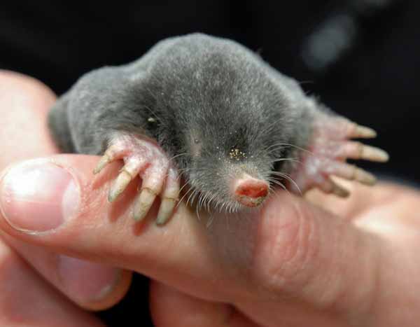 Topos en el jardín: ¿Deshacerse de ellos o vivir con ellos?