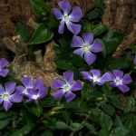 ¡10 plantas cubresuelos persistentes que debes tener en tu jardín!