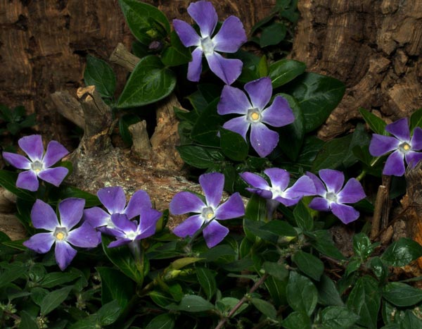 ¡10 plantas cubresuelos persistentes que debes tener en tu jardín!