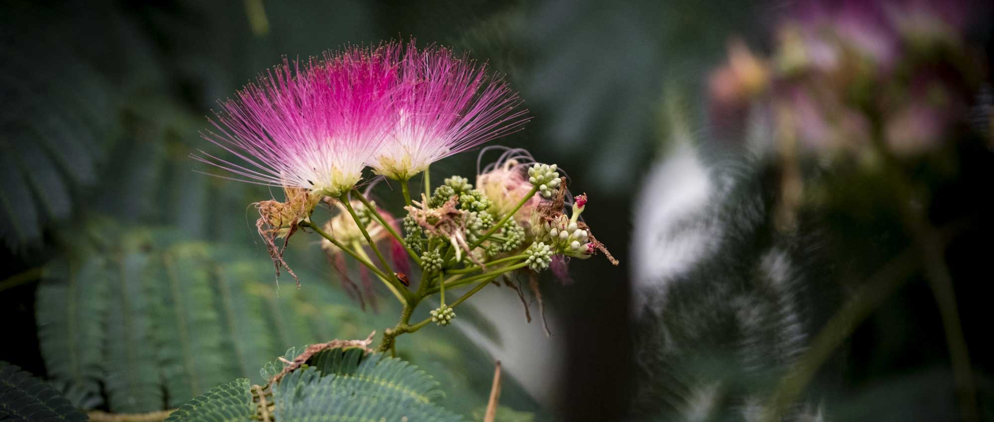 Albizia: plantar, podar y cuidar