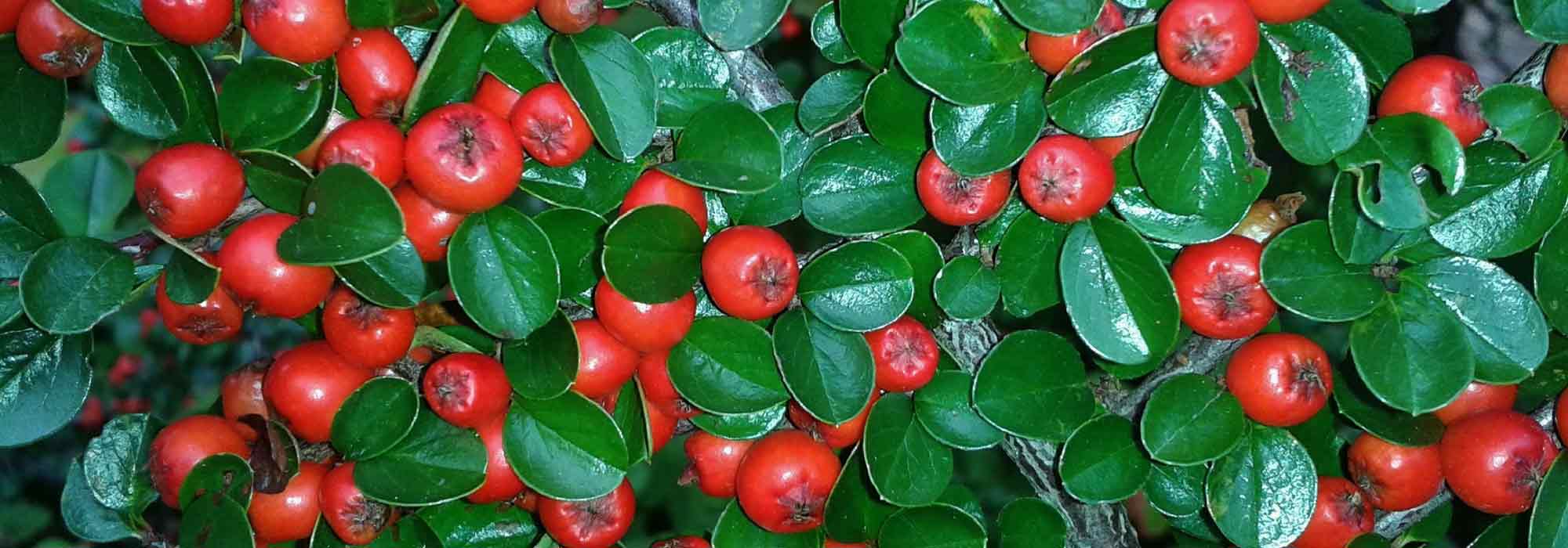 Cotoneaster: plantar, podar, mantener