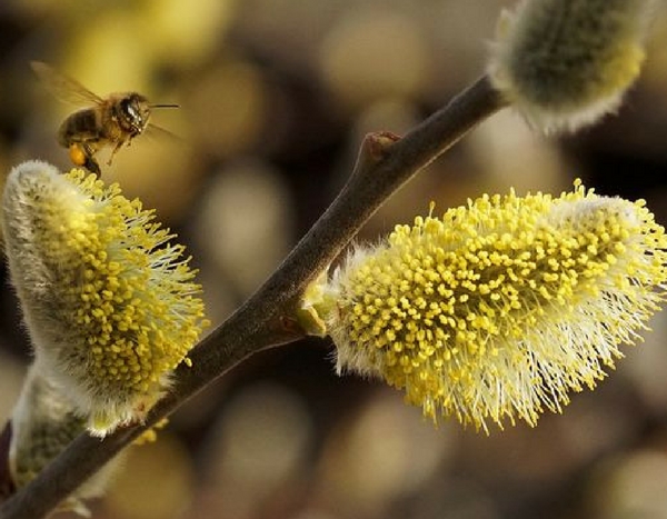 ¡Bonitos gatitos en los jardines, preludio de la primavera!