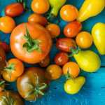 Plantas de hortalizas injertadas