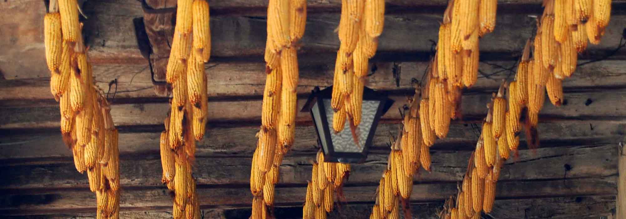 Cultura del maíz dulce: sembrar, plantar, cosechar.