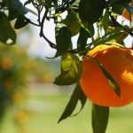 Limones, naranjos y otros cítricos: cómo plantarlos y cultivarlos en macetas o en el jardín