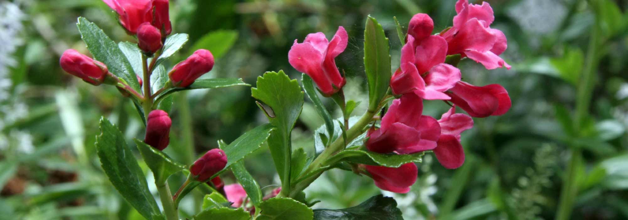 Escalonia: plantación, poda, cuidado