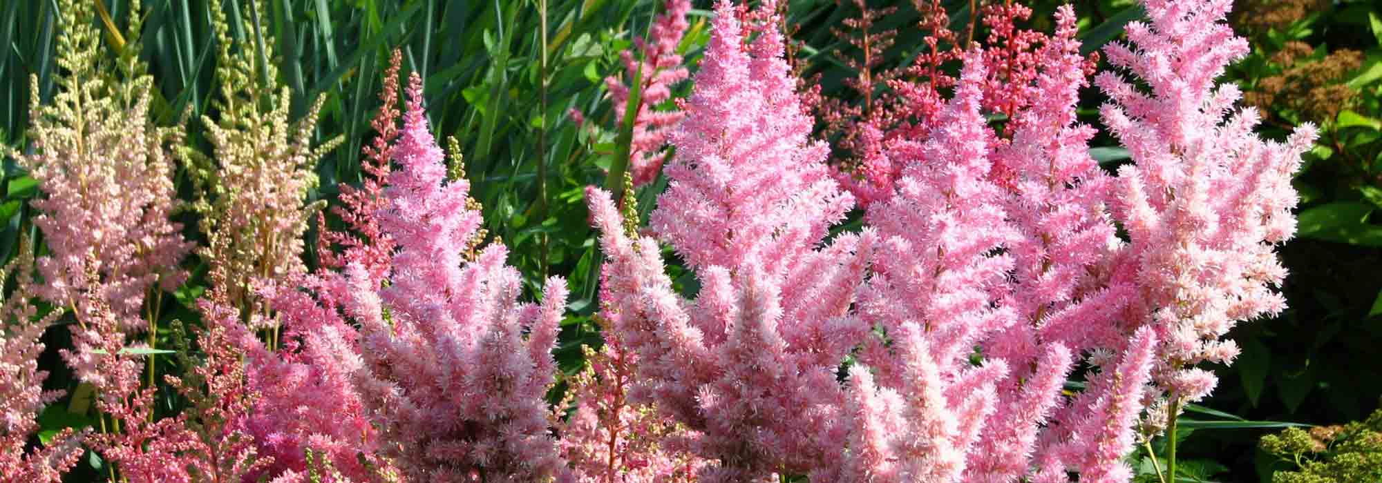 Astilbe: Plantación, cultivo, cuidados