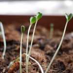 Mis siembras se ahilan… ¿por qué?