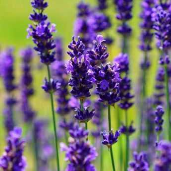 Podar una lavanda: ¿cuándo y cómo?