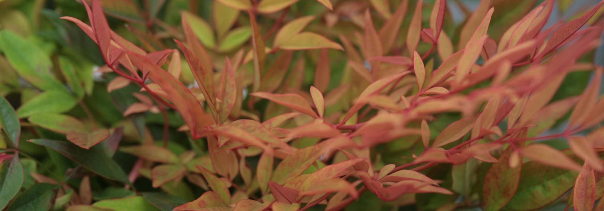 Bambú sagrado, Nandina domestica: plantación, poda, cuidado
