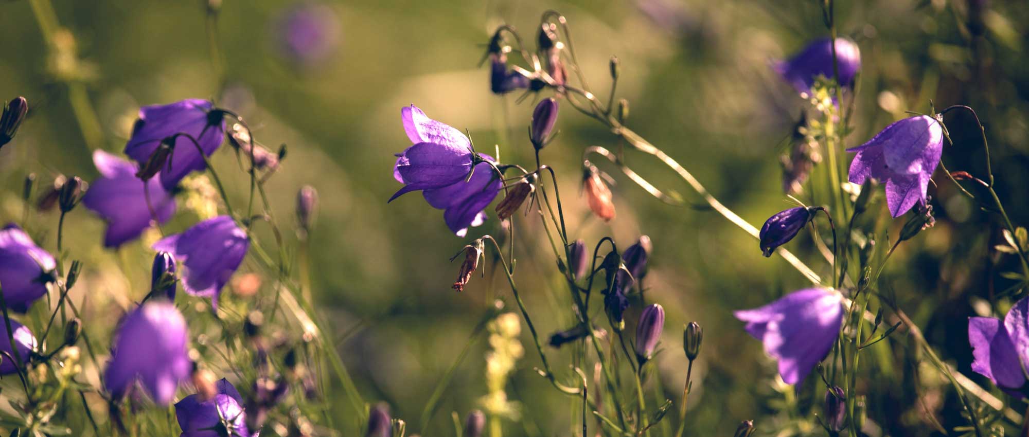 Las campanillas: plantación, cultivo y mantenimiento