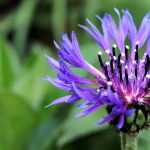 Aciano: siembra, plantación y mantenimiento