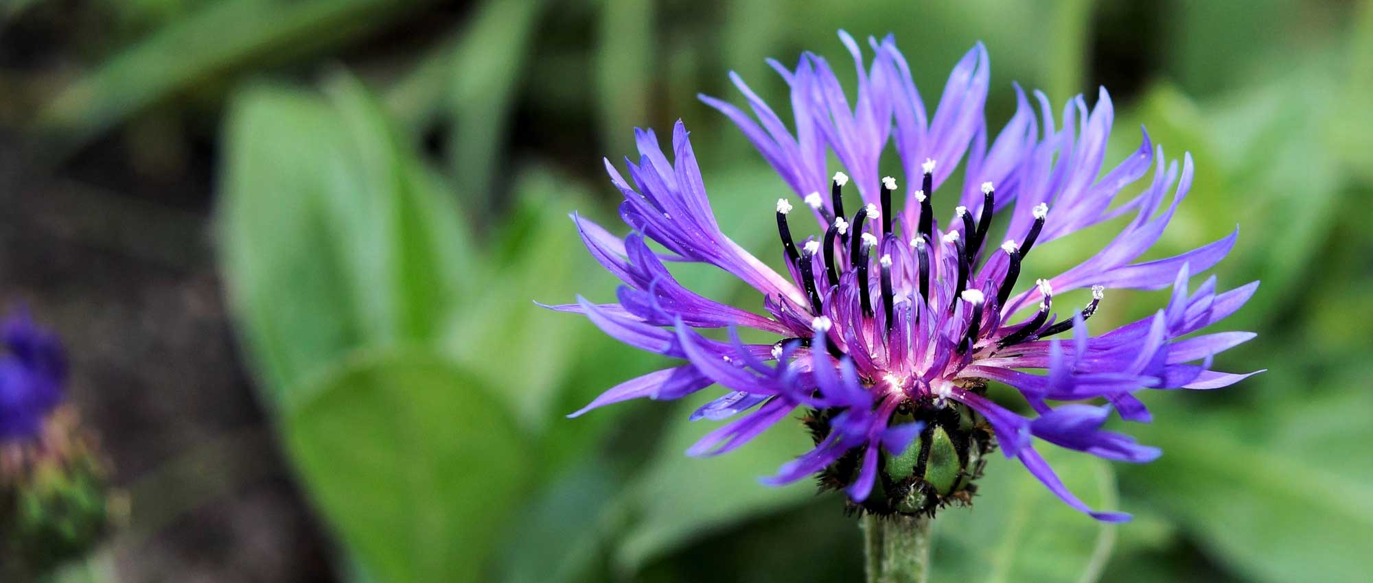 Aciano: siembra, plantación y mantenimiento