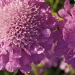 Escabiosa, Scabiosa: sembrar, plantar y cultivar