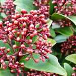 Skimmia: plantar, podar y cuidar