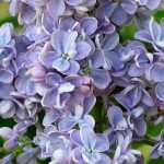 Lilas, Syringa: plantar, podar y mantener