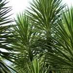 Yucca de exterior: elección, plantación, mantenimiento, en macetas o en el jardín