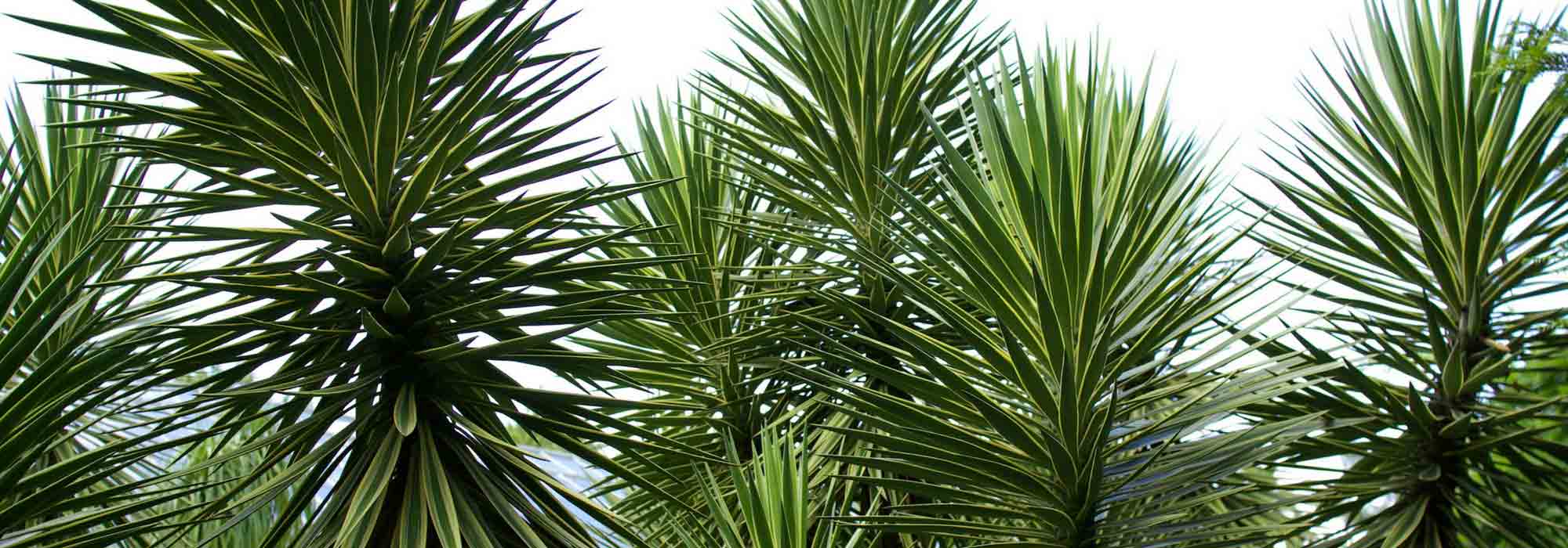 Yucca de exterior: elección, plantación, mantenimiento, en macetas o en el jardín