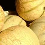 Melón: siembra, plantación, cultivo y poda