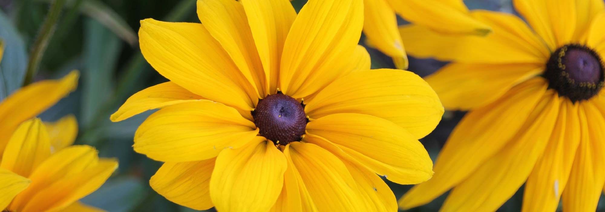 Rudbeckia anual: siembra, plantación, mantenimiento