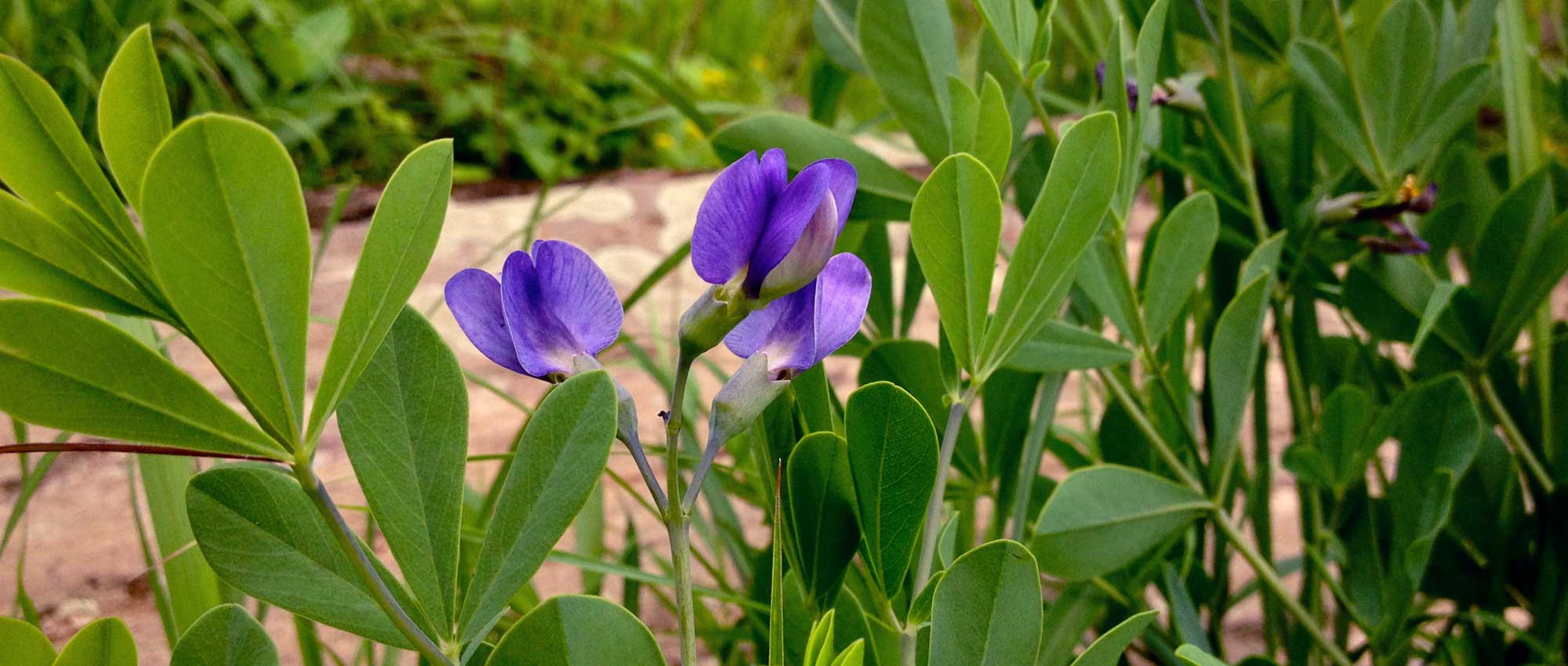 Baptisia o Índigo azul falso: sembrar, plantar y cultivar