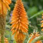 Kniphofia, Tritoma: plantar, cultivar y cuidar