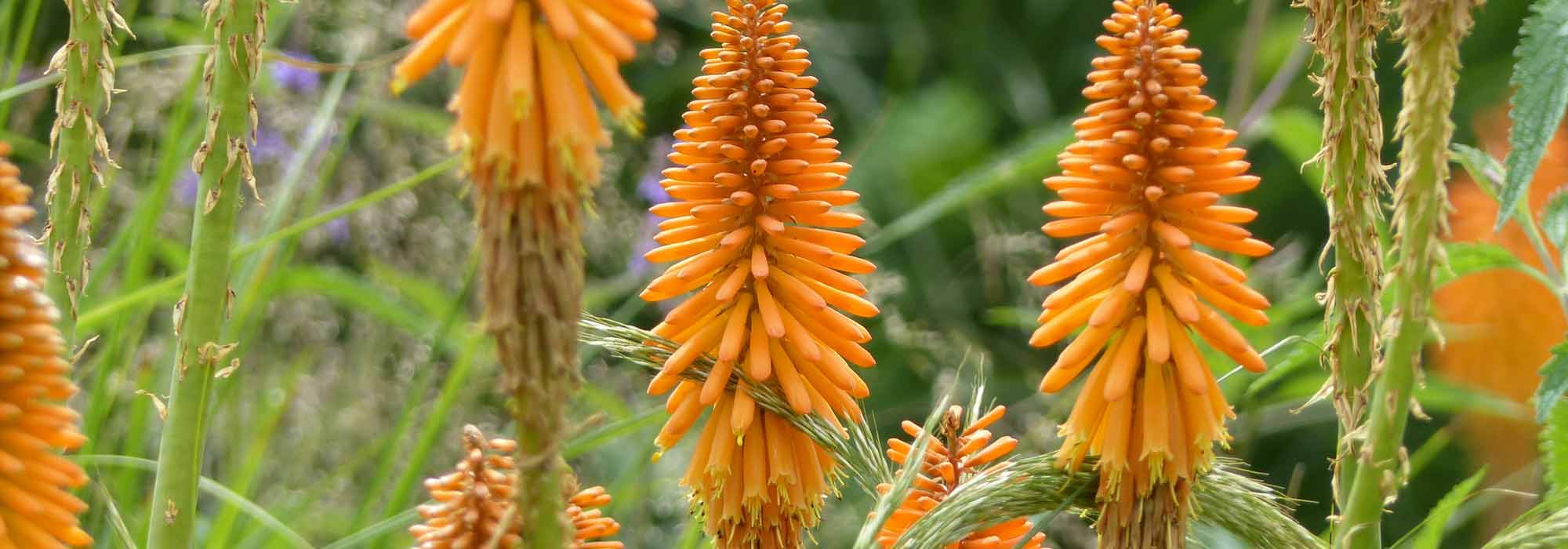 Kniphofia, Tritoma: plantar, cultivar y cuidar