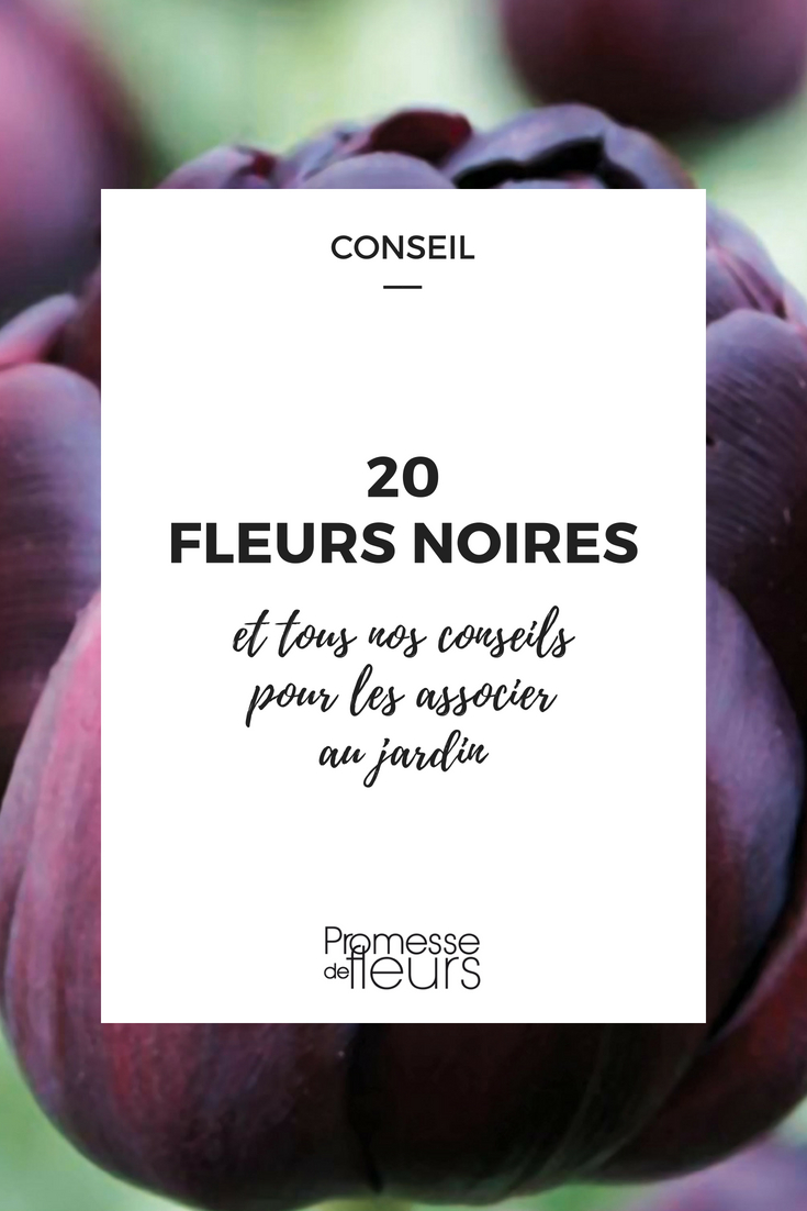 20 flores negras